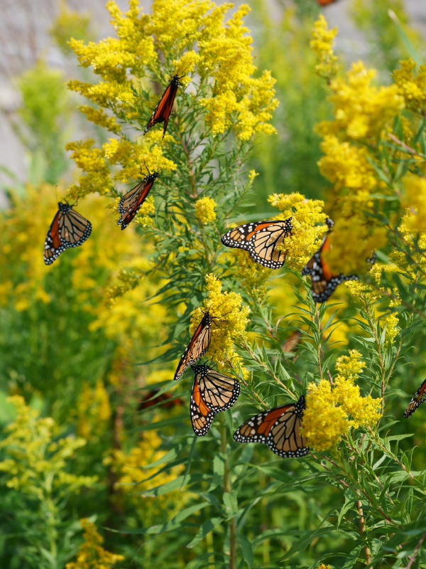 Monarch-butterfly-group-michigan